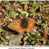 boloria caucasica daghestan female a